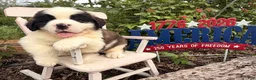 Saint Bernard dogs for sale: Bubba - Ad 3