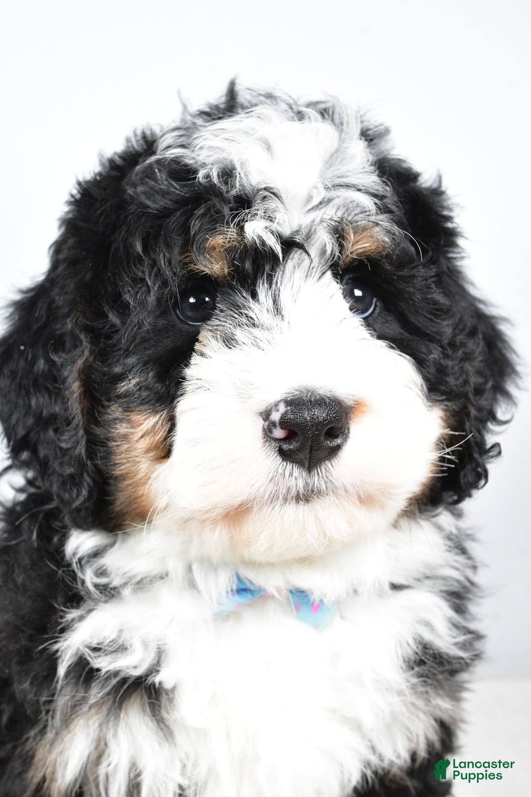 Mini Bernedoodle dogs for sale: Cooper - Ad 7