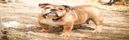 English Bulldog dogs for sale: Annaliese - Ad 8