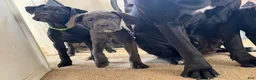 Cane Corso dogs for sale: Cane Corso 8 - Ad 1