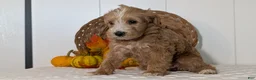 Schnoodle dogs for sale: Roscoe - Ad 6