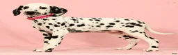 Dalmatian dogs for sale: Tulip - Ad 3