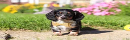 Dachshund dogs for sale: Daisy - Ad 1