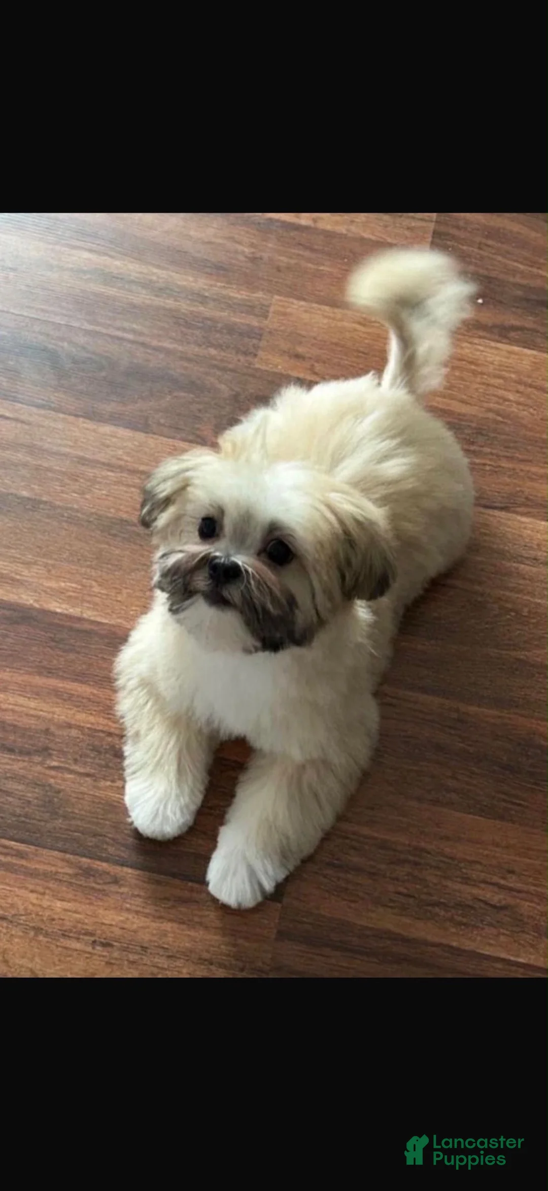 Maltese dogs for sale: Blue - Ad 2