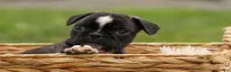 Frenchton dogs for sale: BAILEY - Ad 3