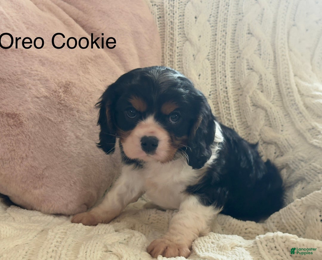 Cavalier King Charles Spaniel dogs for sale: Oreo Cookie - Ad 5