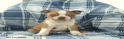 Boston Terrier dogs for sale: Frankie  - Ad 3