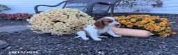 Welsh Springer Spaniel dogs for sale: Lassie - Ad 9