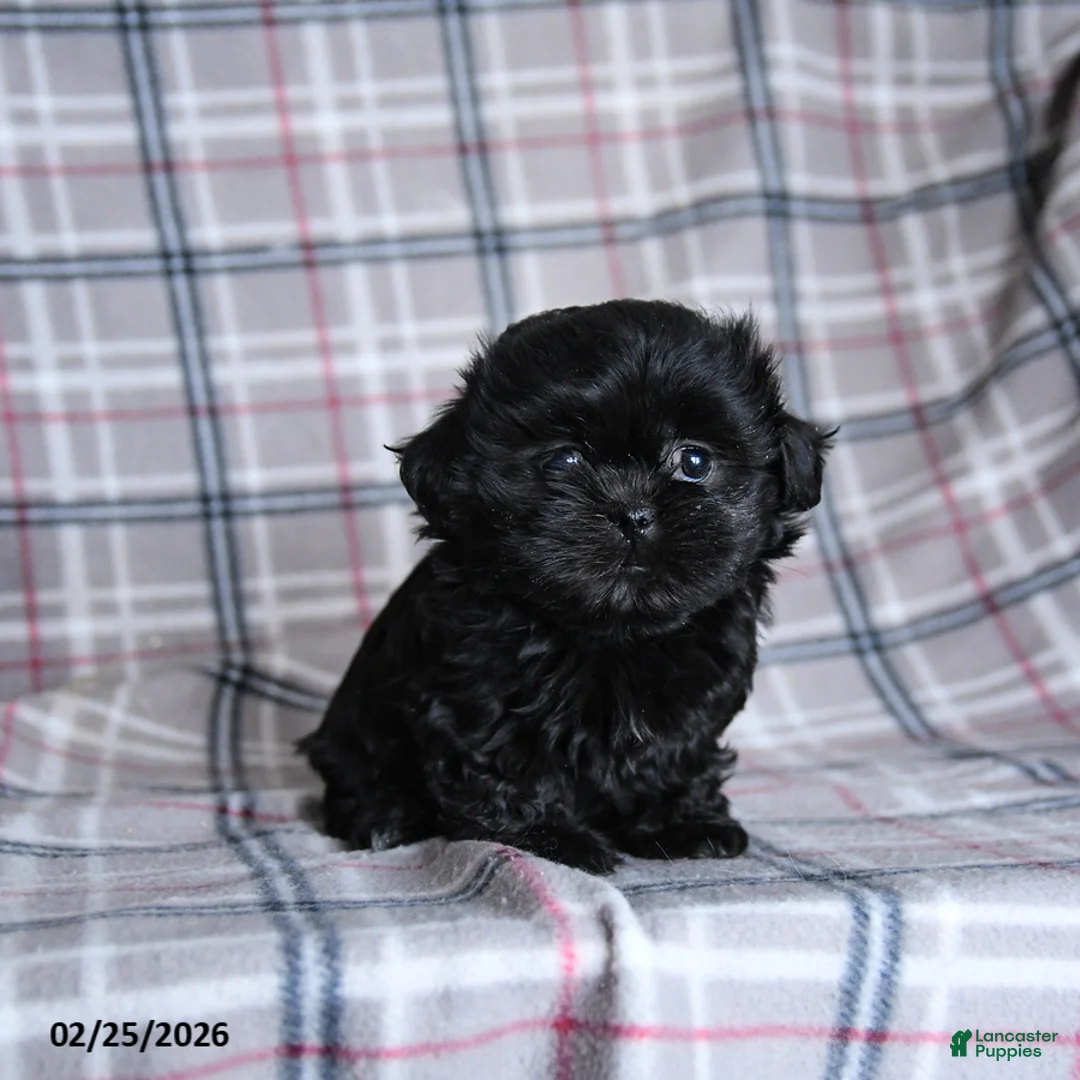Shih Tzu dogs for sale: Keirra - Ad 3