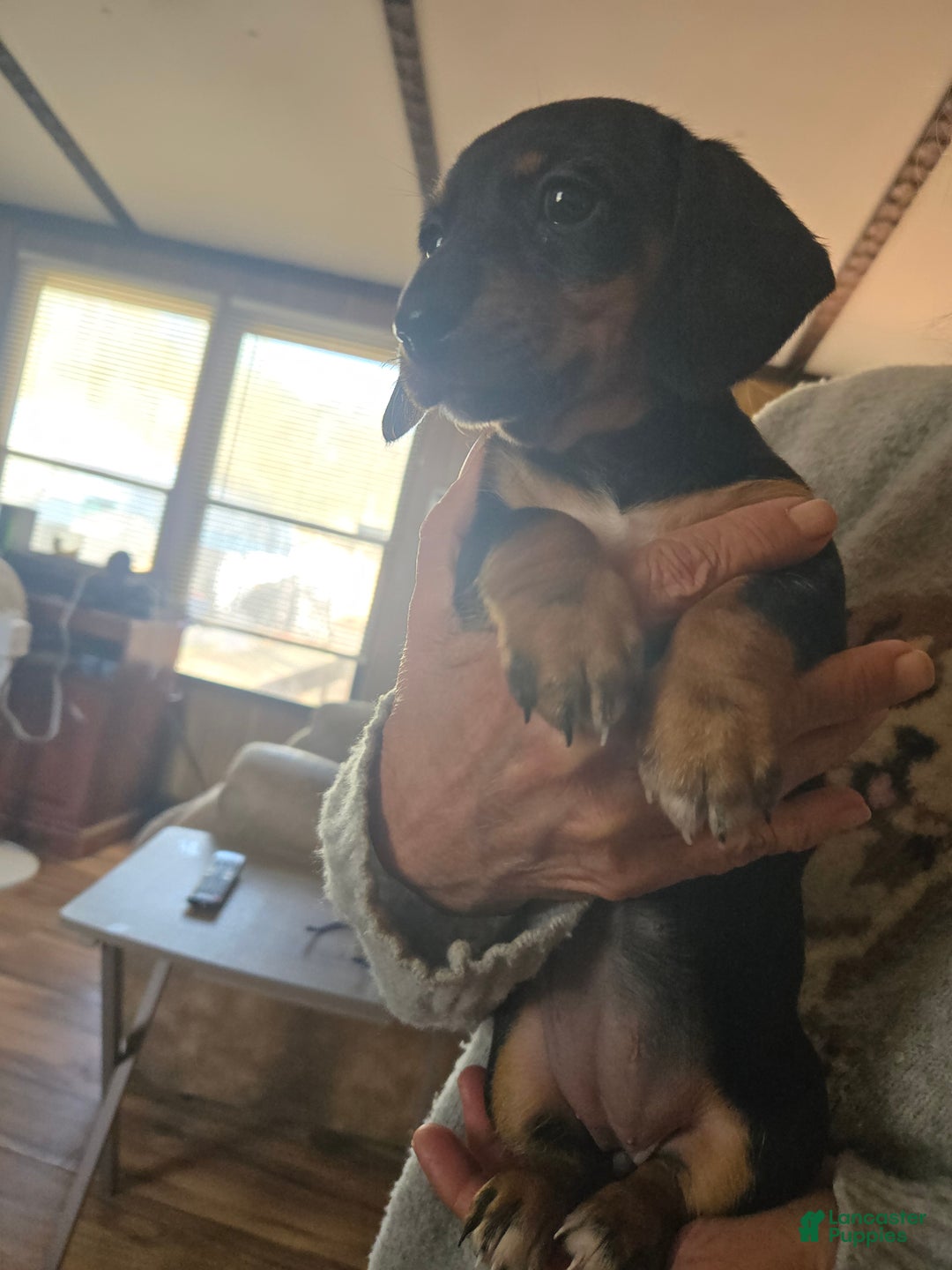 Dachshund dogs for sale: Dachshund Puppy 7 - Ad 2