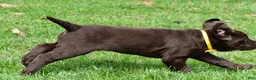 Labrador Retriever dogs for sale: Bell - Ad 10