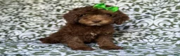 Cavapoo dogs for sale: Claire - Ad 6