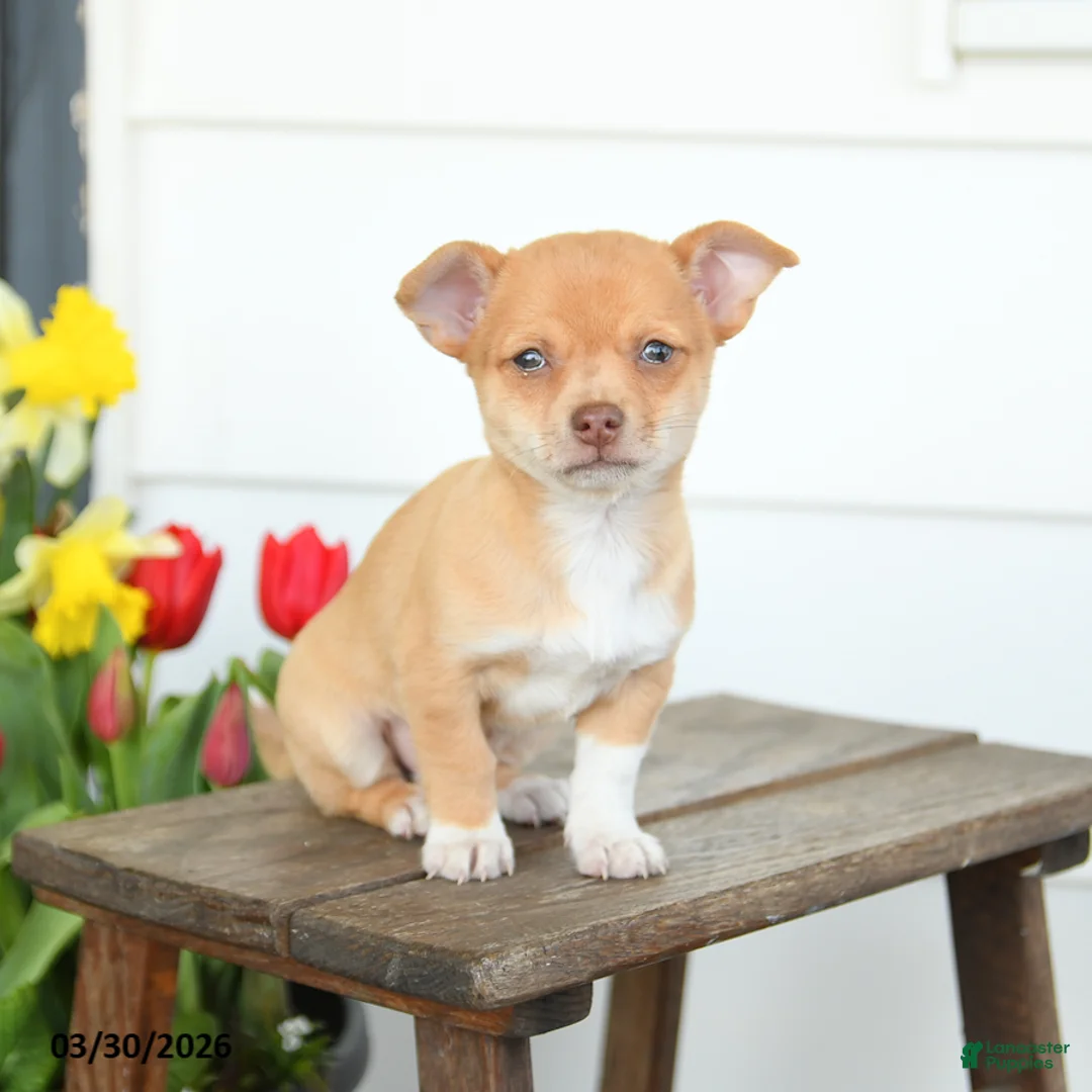 Chihuahua dogs for sale: Bella   - Ad 1