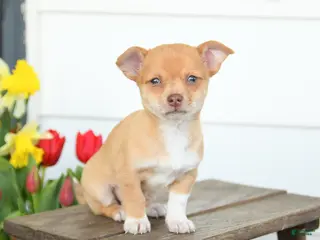 Chihuahua dogs for sale: Bella - Ad 1