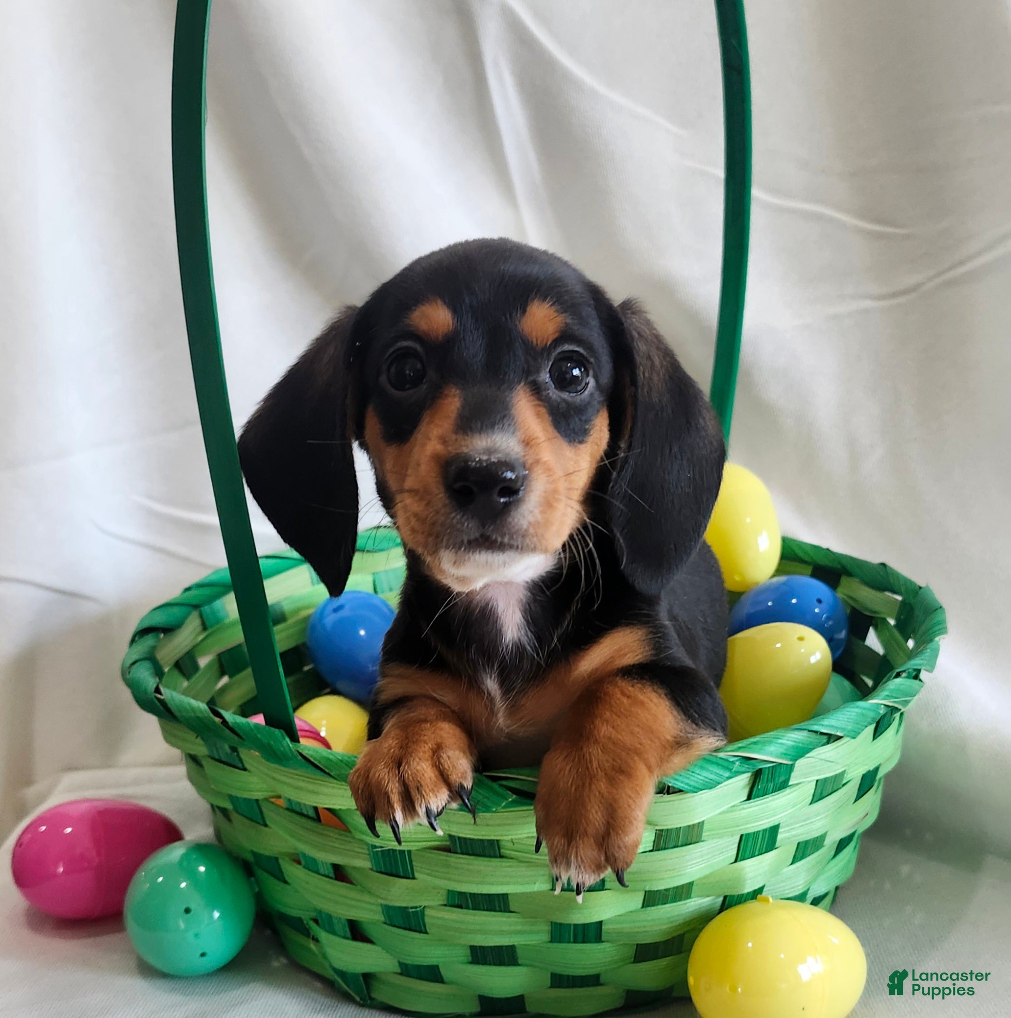 Miniature Dachshund dogs Luca - Ad 2