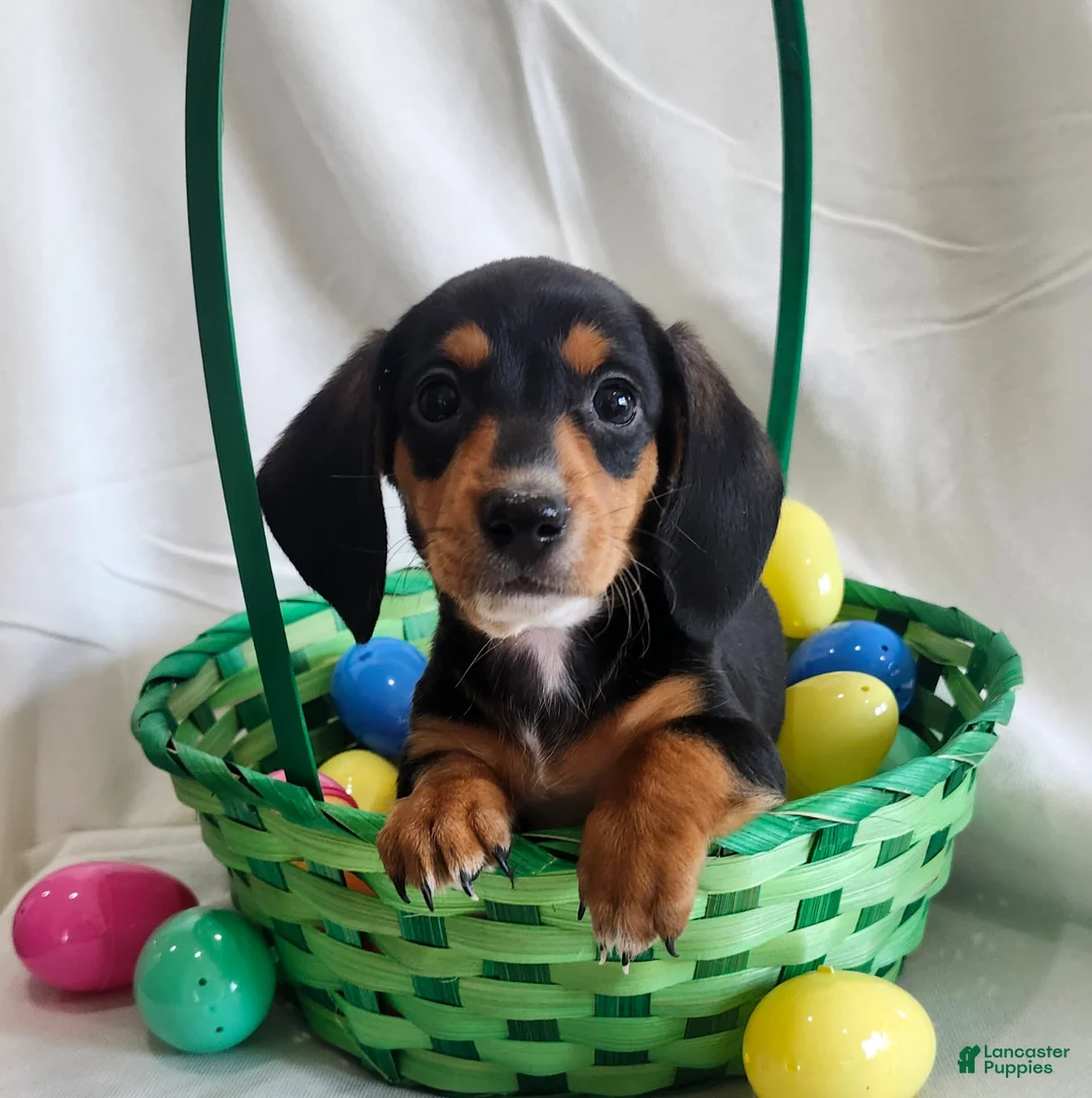 Miniature Dachshund dogs for sale: Luca - Ad 2