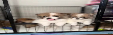 Pomeranian 3