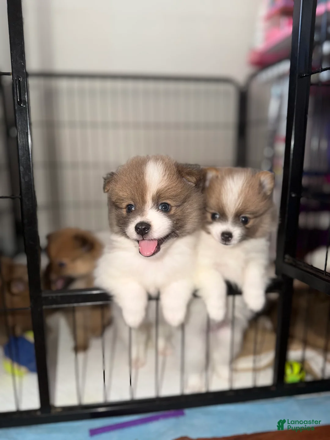 Pomeranian dogs for sale: Pomeranian 3 - Ad 1
