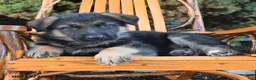 German Shepherd dogs for sale: Dash - Ad 3