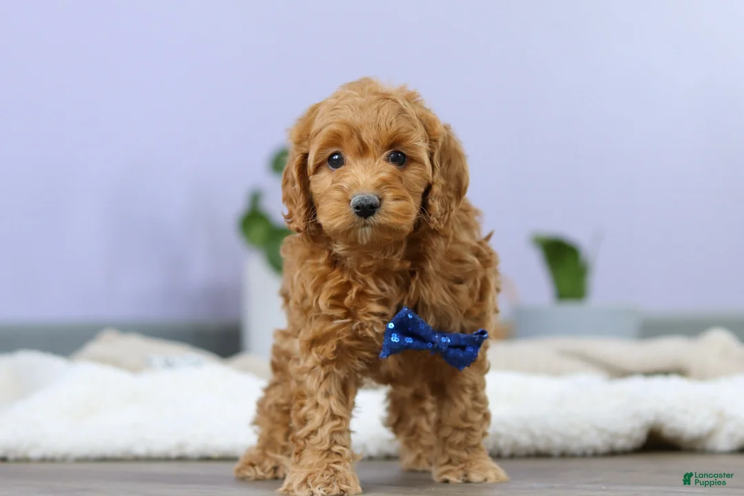 Cockapoo dogs for sale: Luca - Ad 10