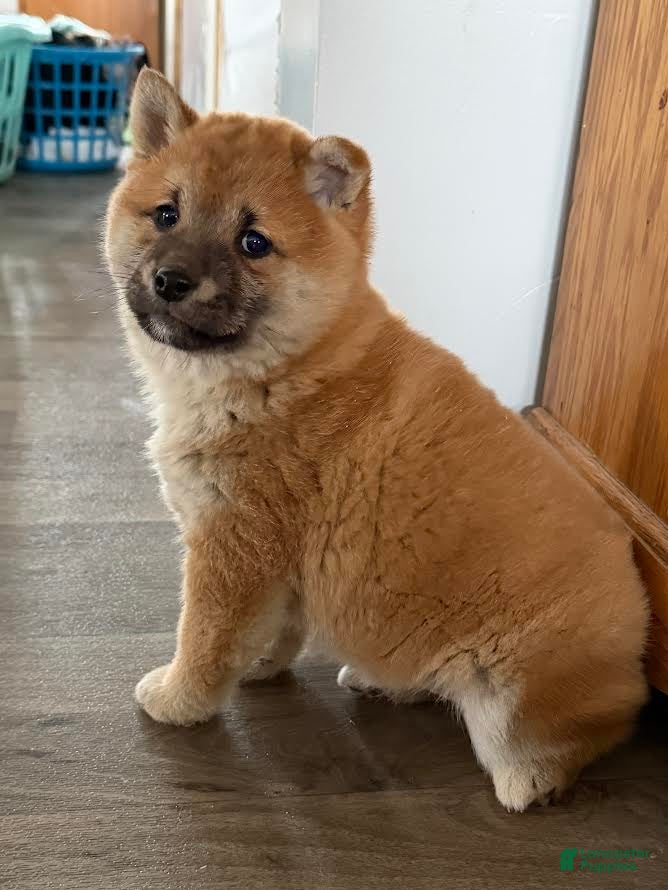 Shiba Inu dogs Stella - Ad 38