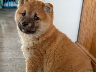 Shiba Inu dogs Stella - Ad 38