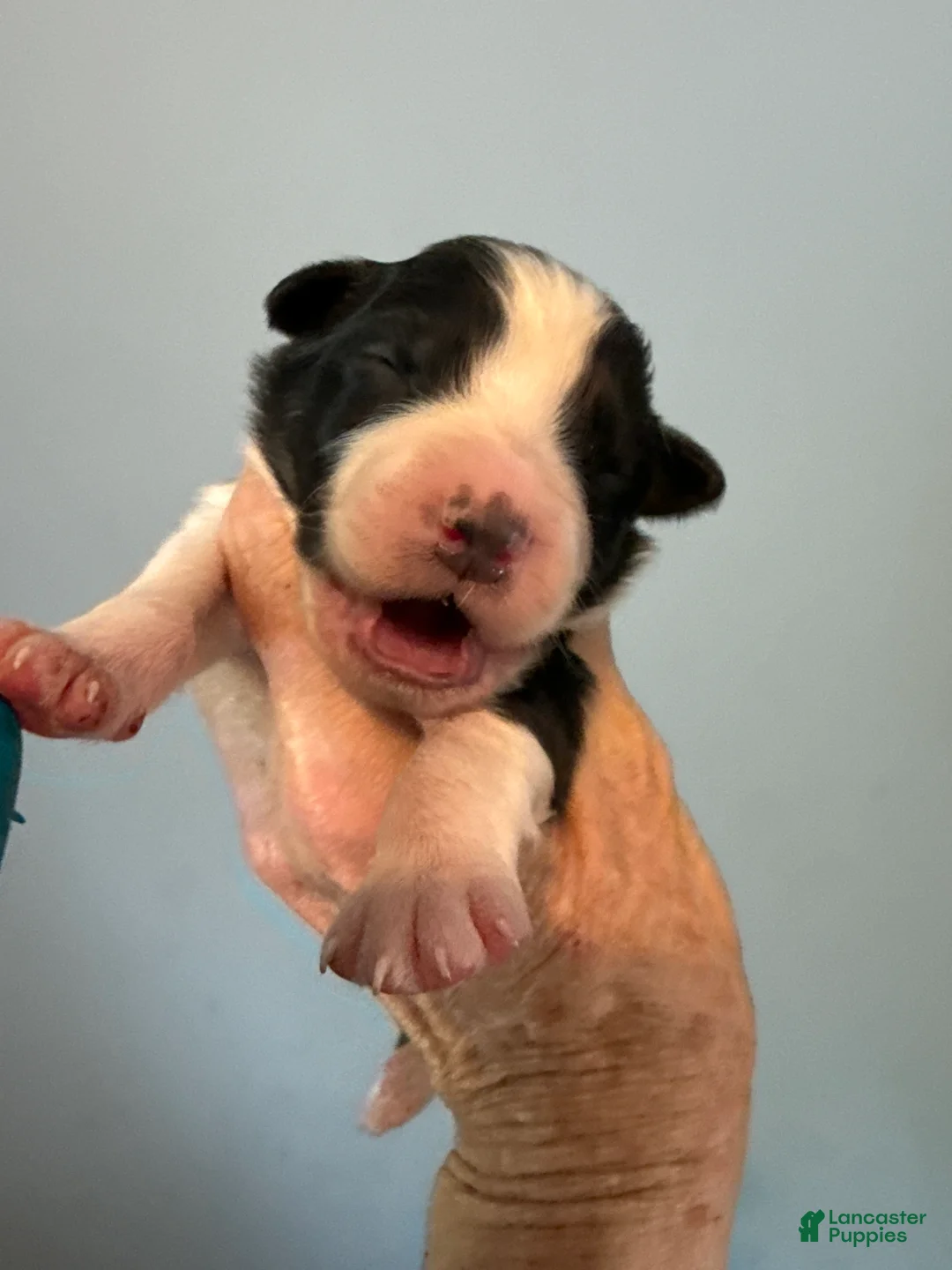 Australian Shepherd dogs for sale: Australian Shepherd Puppy 1 - Ad 2