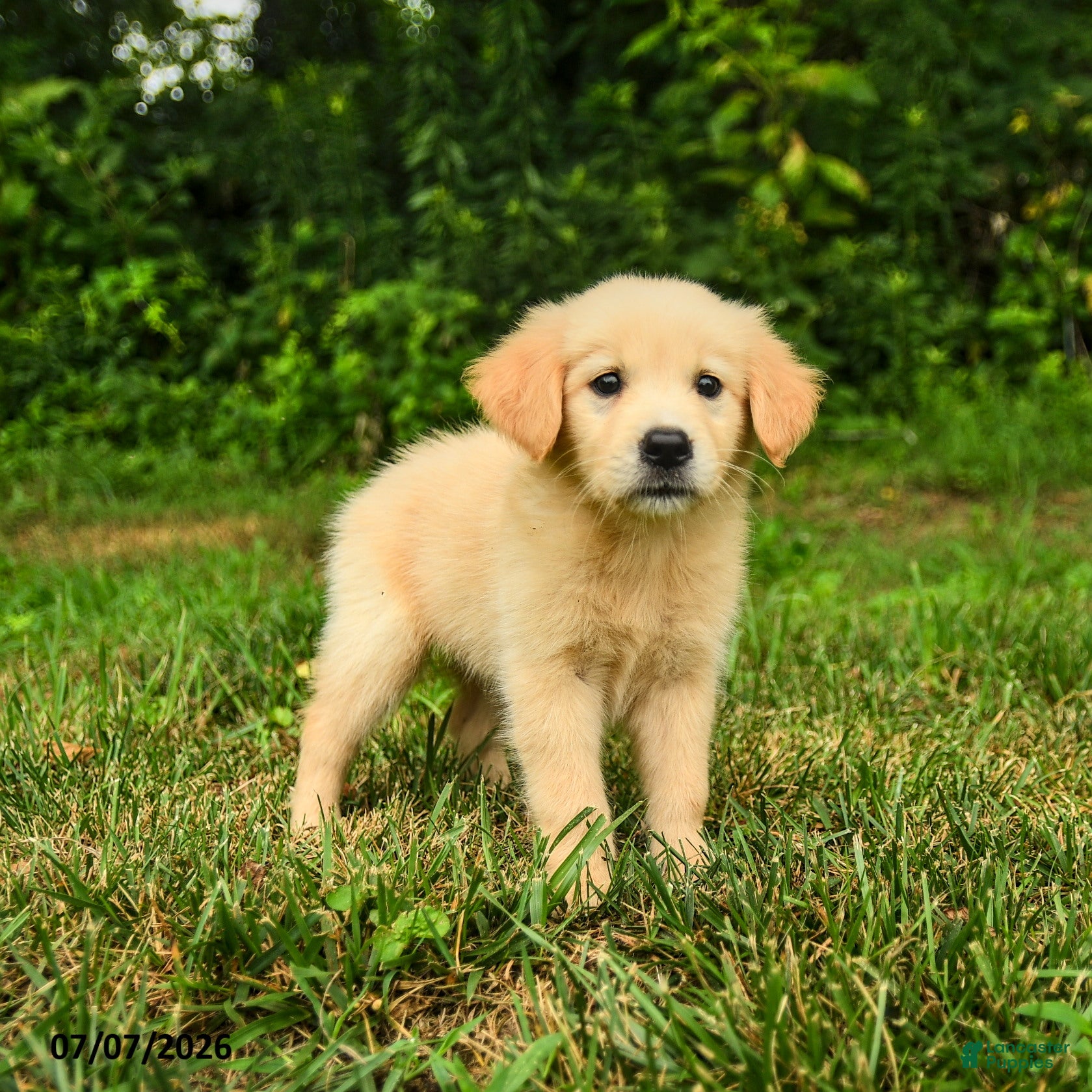 Golden Retriever dogs Mirta  - Ad 1