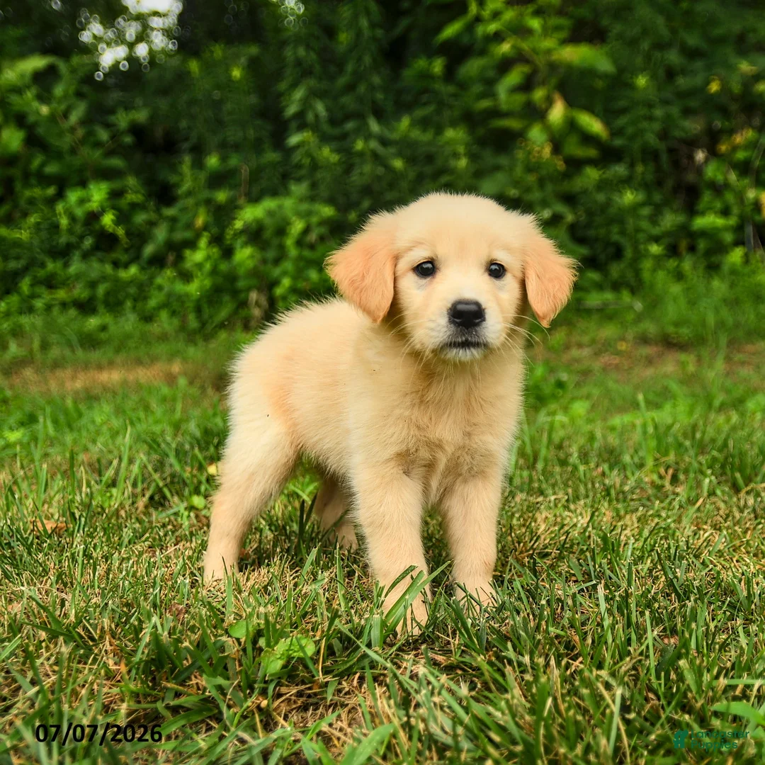 Golden Retriever dogs for sale: Mirta  - Ad 1