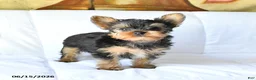 Yorkshire Terrier dogs for sale: Ace - Ad 3