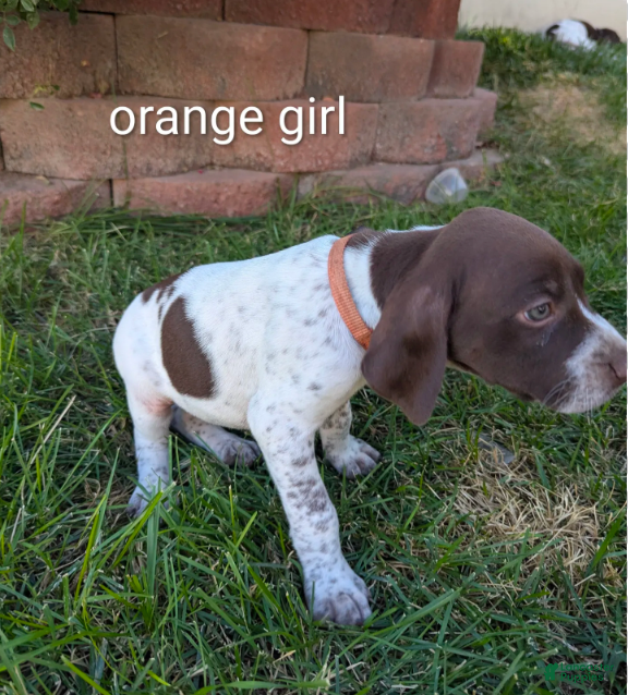 German Shorthaired Pointer dogs Orange female - Ad 1