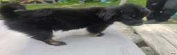 Pomchi dogs for sale: Mittens - Ad 15