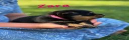 Rottweiler dogs for sale: Zara w LONG TAIL  - Ad 4