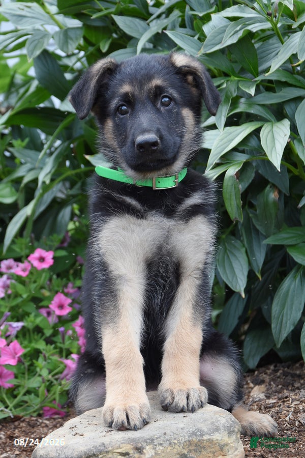 German Shepherd dogs Bonnie - Ad 2