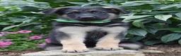 German Shepherd dogs for sale: Bonnie - Ad 2