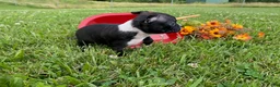 Boston Terrier dogs for sale: Rose - Ad 4