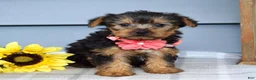 Yorkshire Terrier dogs for sale: Abby - Ad 5