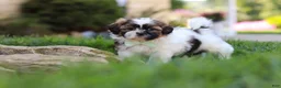 Shih Tzu dogs for sale: Bohdi - Ad 6