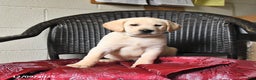 Labrador Retriever dogs for sale: Buster  - Ad 5