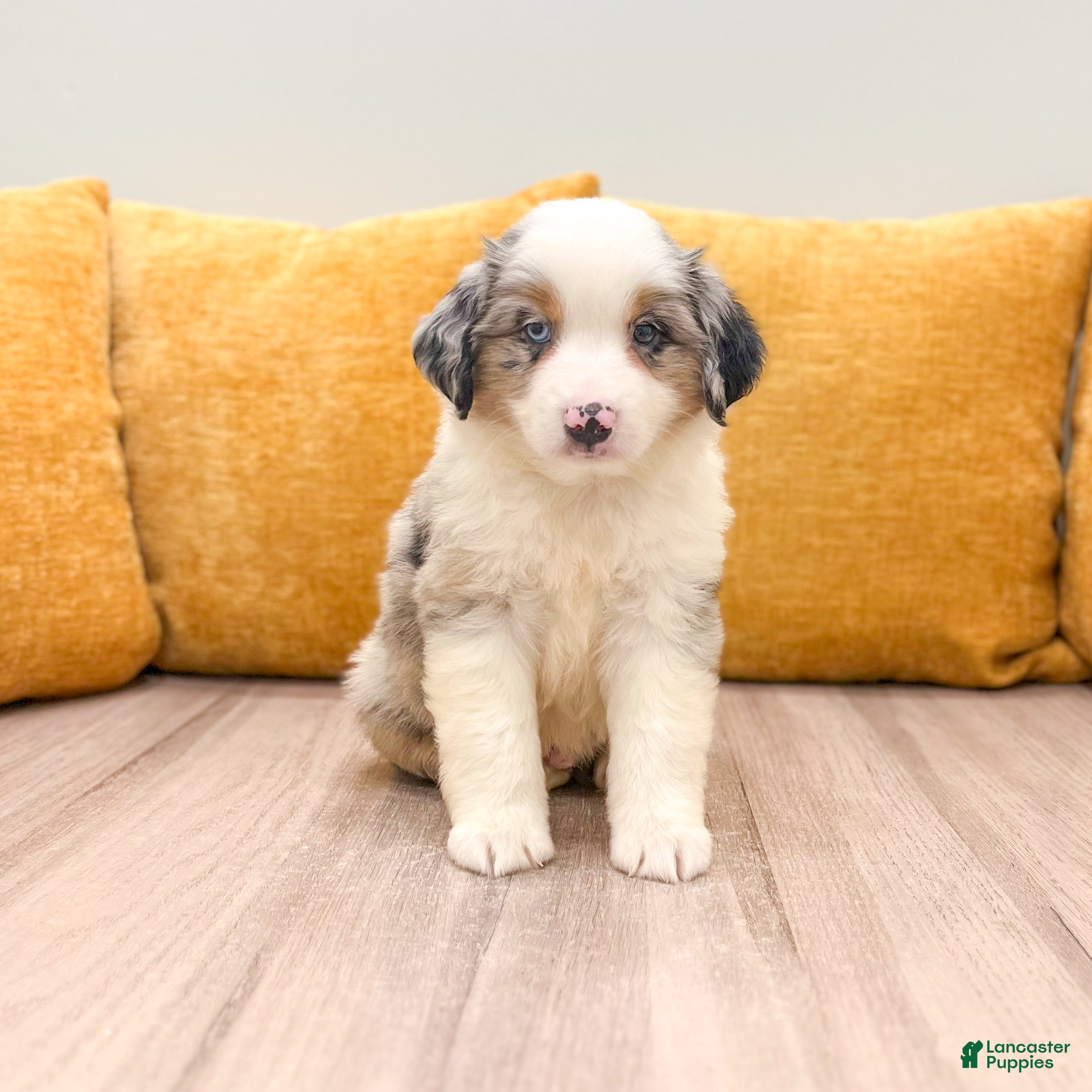 Miniature Australian Shepherd dogs Blaze - Ad 1