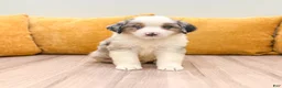 Miniature Australian Shepherd dogs for sale: Blaze - Ad 1