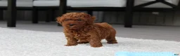 Toy Poodle dogs for sale: Anson - Ad 8