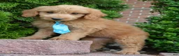 Mini Goldendoodle dogs for sale: Mini Gus - Ad 14