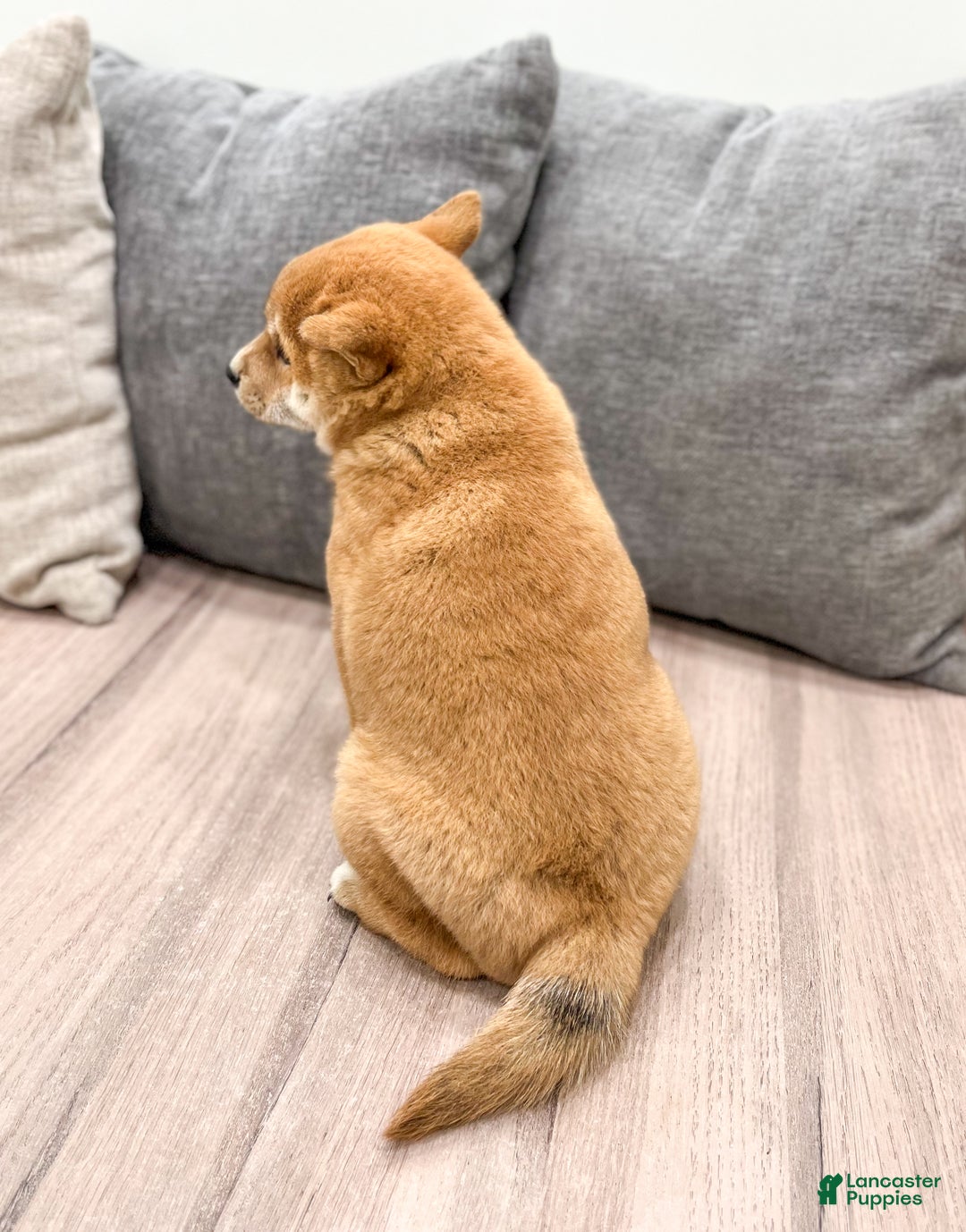 Shiba Inu dogs for sale: Marcie - Ad 5