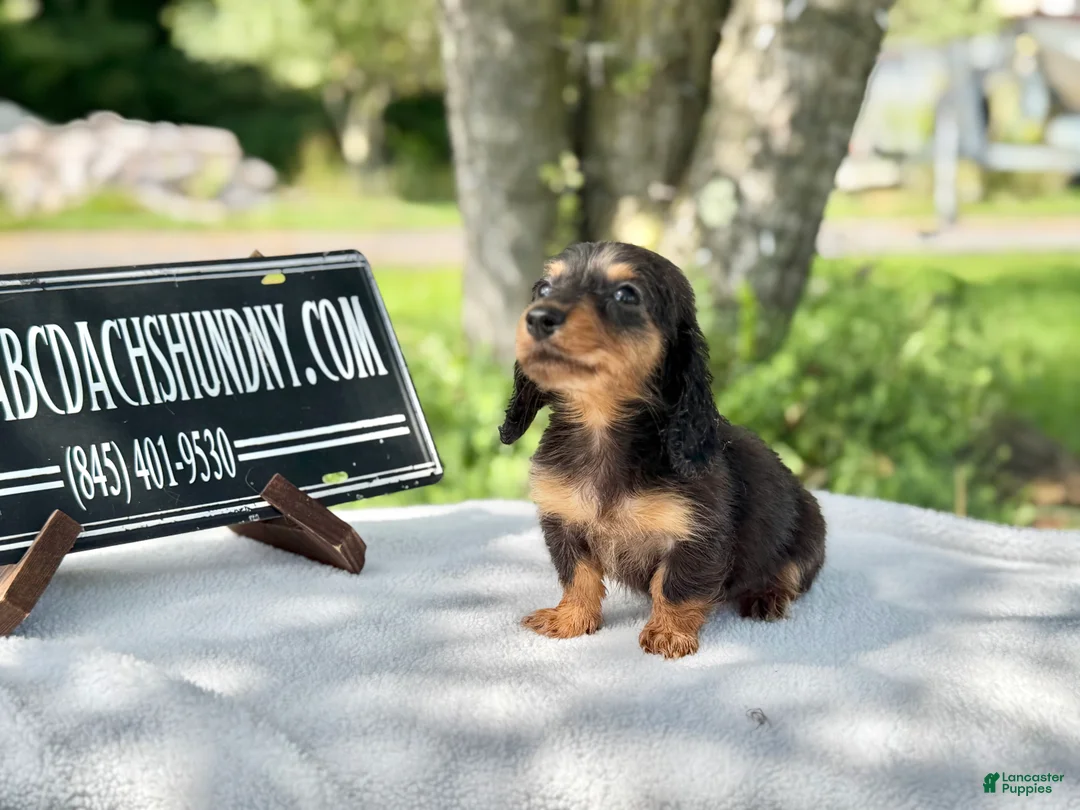 Miniature Dachshund dogs for sale: Russian AKC dapple Lh girl - Ad 2