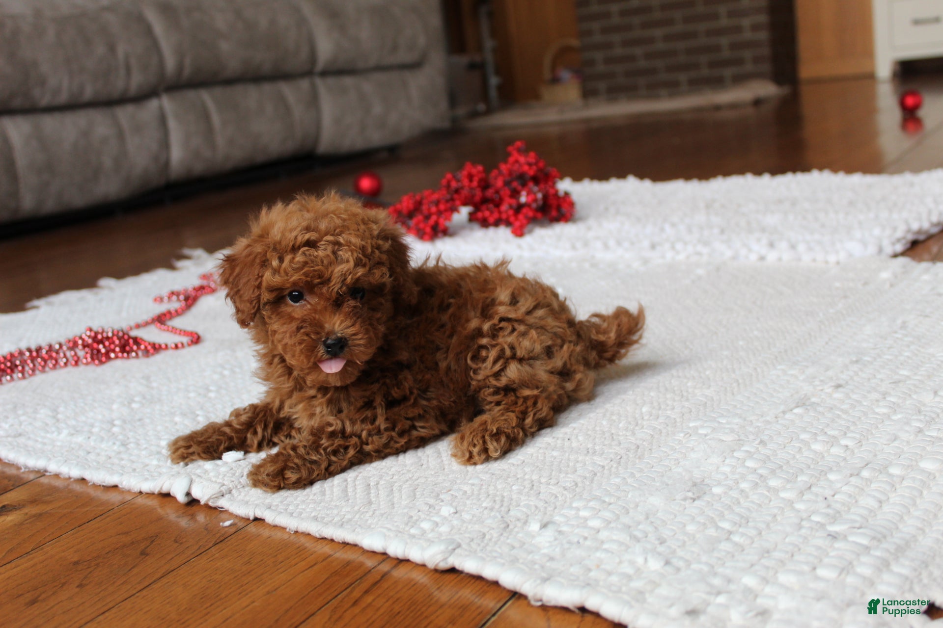 Toy Poodle dogs Malcohm - Ad 2