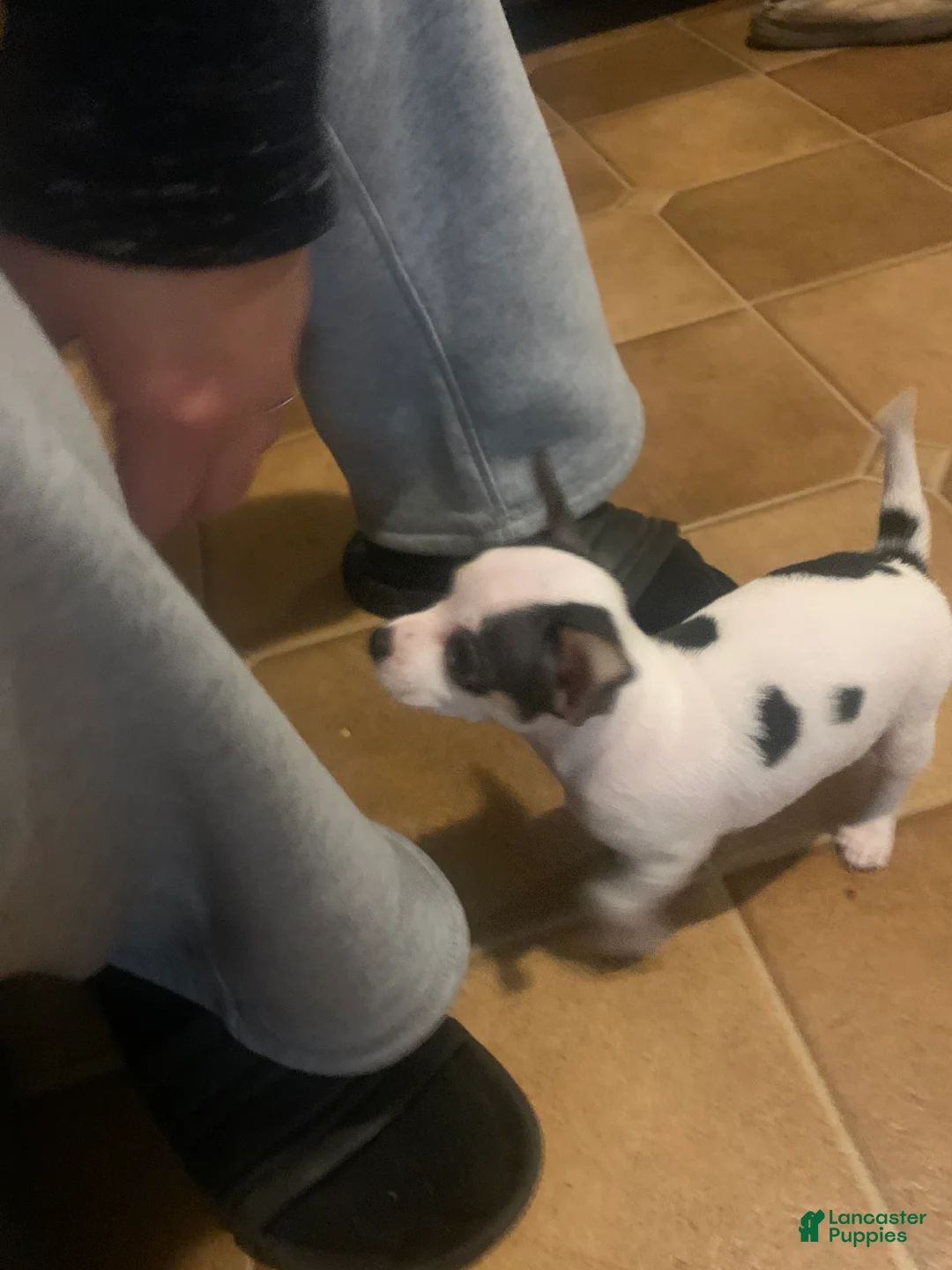 Chihuahua dogs for sale: Pinto - Ad 2