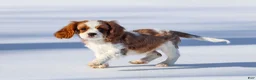 Cavalier King Charles Spaniel dogs for sale: Liam - Ad 26