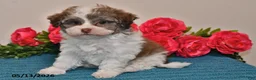 Havanese dogs for sale: Sasha - Ad 5