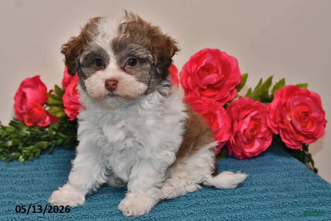 Havanese dogs for sale: Sasha - Ad 5
